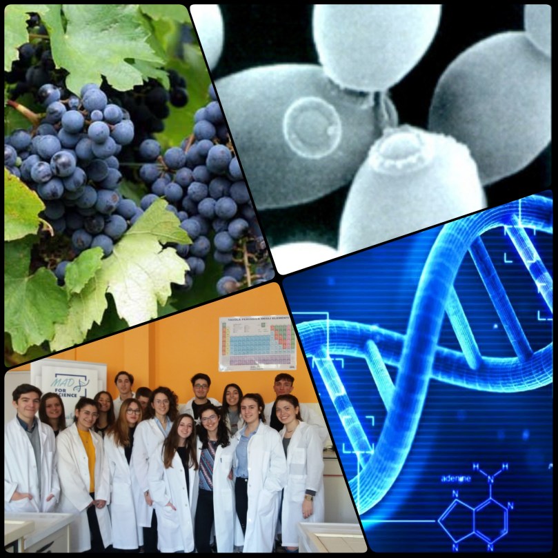 PCOLLAGE_123404_0329_2019